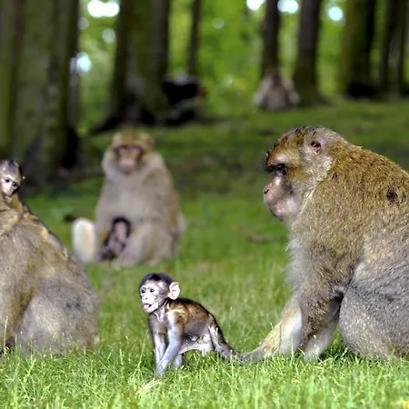 Terre D'helene 3 - 4 Pers Proche Strasbourg 42 M2, 3 Etoiles, Wifi, Paisible, Jardin, Proche Commerces,16 Atouts, Animaux Acceptes * Berstett