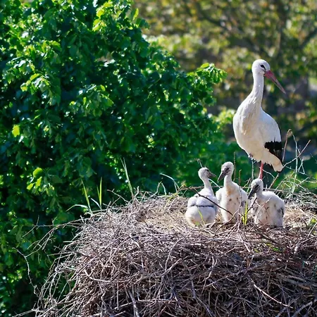 Apartament Terre D'helene 3 - 4 Pers Proche Strasbourg 42 M2, 3 Etoiles, Wifi, Paisible, Jardin, Proche Commerces,16 Atouts, Animaux Acceptes Berstett
